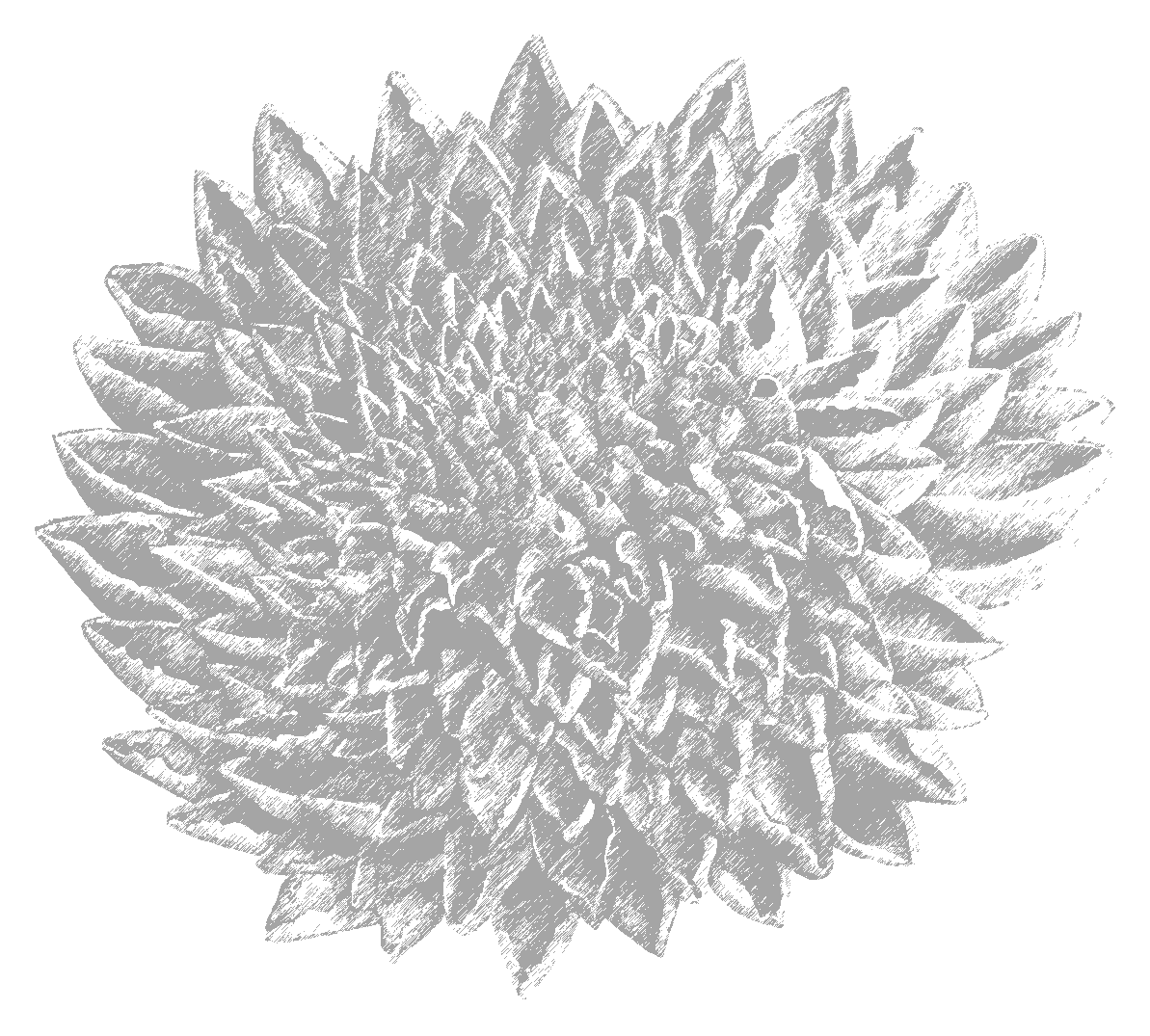 TransparentFlowerImage